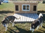 Bailey and Cosmo - Iowa
